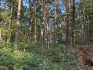Sokolniki Las-cisza,zieleń,gotowa działka pod dom. - 3