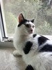 Uroczy młody Sushi poleca się do adopcji - 9