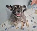 Uśmiechnięty oddany aniołek szuka kochającego domu - 4