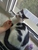 Uroczy młody Sushi poleca się do adopcji - 5