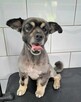 Kochany przyjacielski Gacuś poleca się do adopcji - 5