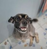 Uśmiechnięty oddany aniołek szuka kochającego domu - 3
