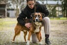 Berni-piękny, spokojny pies czeka na cierpliwy dom-adopcja - 3