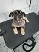 Uśmiechnięty oddany aniołek szuka kochającego domu - 6
