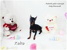 !! Ultra MINI !! Sunia KOKO Pinczer miniaturowy ( Ratlerek ) - 10
