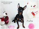 !! Ultra MINI !! Sunia KOKO Pinczer miniaturowy ( Ratlerek ) - 8