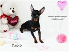 !! Ultra MINI !! Sunia KOKO Pinczer miniaturowy ( Ratlerek ) - 7