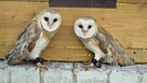 Sowa sowy płomykówki Tyto alba młode Wrocław - 3