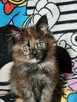 Kotka Maine Coon - 12