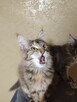 Kotka Maine Coon - 3