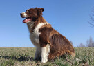 Rasowy Pies Border Collie - TOMI z pełną dok. z hodowli do o - 6