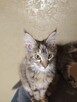 Kotka Maine Coon - 7