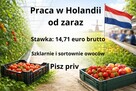 Praca w Holandii od zaraz