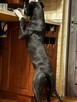 Oddam suczke mieszańca cane corso za darmo - 3