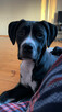 Oddam suczke mieszańca cane corso za darmo - 2