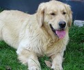 Golden retriever 14 miesięczny - 3