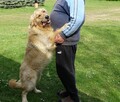 Golden retriever 14 miesięczny - 10
