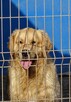 Golden retriever 14 miesięczny - 9