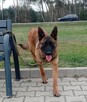 Owczarek belgijski malinois - 2