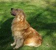 Golden retriever 14 miesięczny - 11