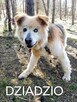 DZIADZIO starszy łagodny pies szuka domu