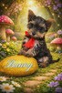 YorkShire Terrier - szczenięta - 2