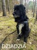 DZIADZIA starszy łagodny pies szuka domu - 2