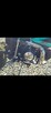Motor cross 140 cm³ 2025rok - 8