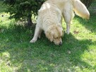 Golden retriever 14 miesięczny - 7