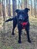AGENT młody radosny piesek szuka domu - 4