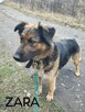 ZARA sunia w typie owczarka szuka domu - 2