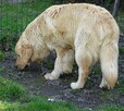 Golden retriever 14 miesięczny - 4