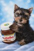 YorkShire Terrier - szczenięta - 3