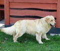 Golden retriever 14 miesięczny - 5