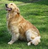 Golden retriever 14 miesięczny - 12