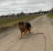 Tara - pies z Schroniska w Tychach. Adopcja. Szuka domu - 6