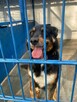 Sonia - pies z Schroniska w Tychach. Adopcja. Szuka domu - 5