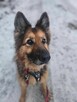 Tara - pies z Schroniska w Tychach. Adopcja. Szuka domu - 3