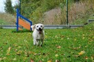 Dżeki - pies z Schroniska w Tychach. Adopcja. Szuka domu - 6
