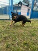 Sonia - pies z Schroniska w Tychach. Adopcja. Szuka domu - 6