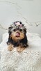Piękna Malutka Sunia yorkshire terrier - 5