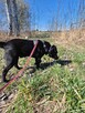 Mambo - pies z Schroniska w Tychach. Adopcja. Szuka domu - 2