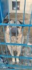Miwan - pies z Schroniska w Tychach. Adopcja. Szuka domu - 7