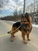 Tara - pies z Schroniska w Tychach. Adopcja. Szuka domu - 2