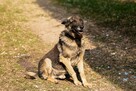 Błagamy o dom dla Sama w typ.owczarka został wyrzucony Daria - 2