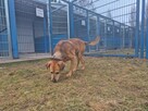 Michaś - pies z Schroniska w Tychach. Adopcja. Szuka domu - 2