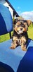 Mini ciemny Piesek yorkshire terrier - 3