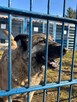 Miwan - pies z Schroniska w Tychach. Adopcja. Szuka domu - 4