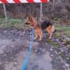 Tara - pies z Schroniska w Tychach. Adopcja. Szuka domu - 8
