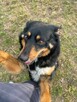 Sonia - pies z Schroniska w Tychach. Adopcja. Szuka domu - 7